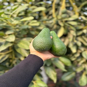 Pinkerton Avokado (1 Kilogram)